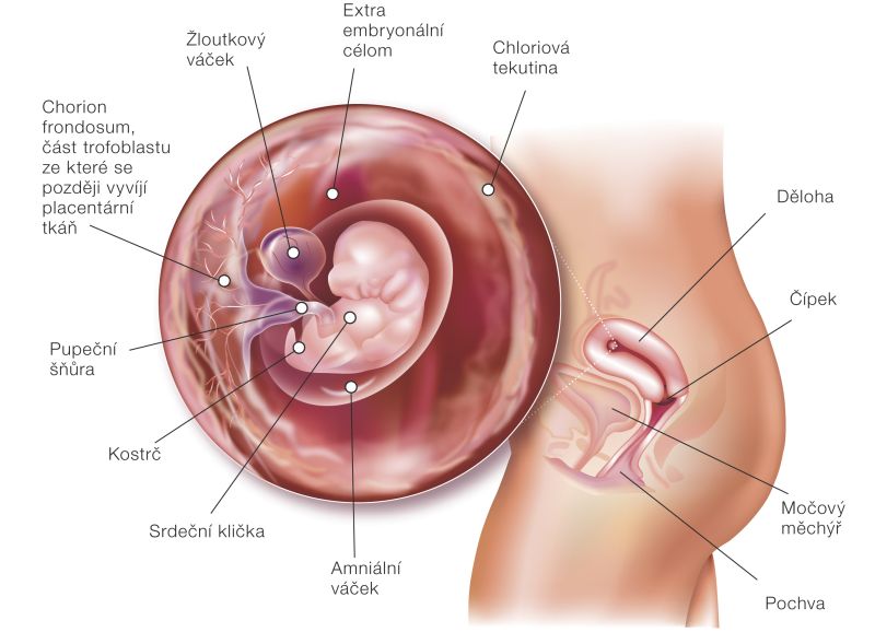 Fotografie (7. týždeň tehotenstva: Vývoj plodu a tehotenské zmeny)